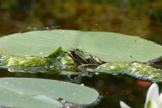 Rana da identificare - Pelophylax sp. (Modena)